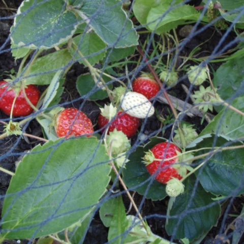 Siatka ogrodowa 76570271